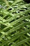 : - Schellolepis subauriculata