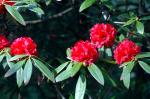 Baum-Alpenrose - Rhododendron arboreum