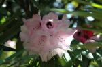: - Rhododendron pachytrichum