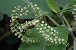 : - Tournefortia acutiflora