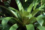 : - Vriesea hieroglyphica