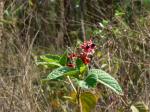 : - Clerodendrum infortunatum
