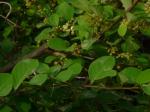 : - Flueggea leucopyrus