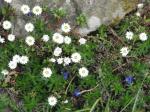 : - Anaphalioides bellidioides