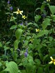 : - Tripora divaricata