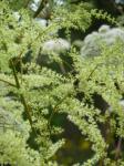 Bach-Prachtspiere - Astilbe rivularis
