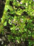: - Campylotropis macrocarpa