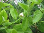 : - Clematis coactilis