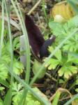 : - Arum elongatum