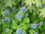 : - Corydalis flexuosa