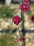 : - Dianthus pinifolius