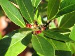 : - Distylium myricoides