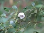 : - Eucryphia milliganii
