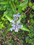 :-Gentiana microdonta