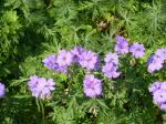 : - Geranium malviflorum