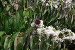 Sieben-Söhne-des-Himmels-Blume - Heptacodium miconioides