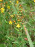 Schönes Johanniskraut - Hypericum pulchrum
