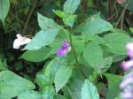 : - Impatiens puberula