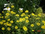 : - Inula hookeri