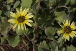 :-Berkheya radula