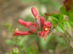 : - Keckiella cordifolia