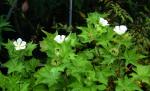 : - Kitaibelia vitifolia