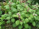Riesen-Taubnessel - Lamium orvala