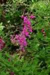 Thunbergs Buschklee - Lespedeza thunbergii