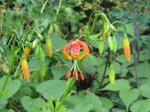 Panther-Lilie - Lilium pardalinum