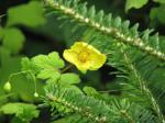 : - Meconopsis chelidoniifolia