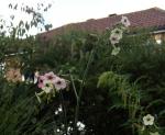 : - Nicotiana mutabilis