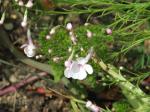 : - Penstemon ambiguus
