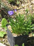 : - Penstemon hallii