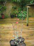 : - Penstemon superbus
