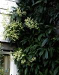 : - Pileostegia viburnoides