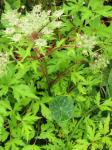 : - Pleurospermum benthamii