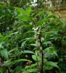 : - Polygonatum punctatum