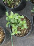 : - Rhamnus ludovici-salvatoris