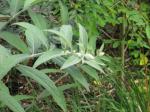: - Rostrinucula dependens