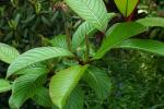 Farges Weide - Salix fargesii