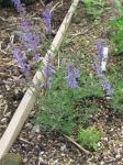 Mazedonischer Salbei - Salvia jurisicii