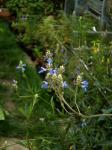 : - Salvia uliginosa