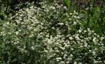 : - Tanacetum niveum