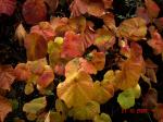 Rostrote Weinrebe - Vitis coignetiae