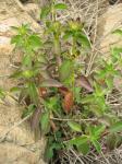 : - Dicliptera paposana