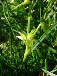 : - Miersia chilensis