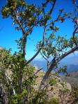 : - Schinus montanus