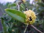 : - Diplolepis menziesii