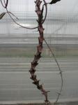 : - Ceropegia bosseri