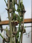 :-Ceropegia radicans